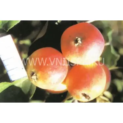 Тубинское (Восточное)