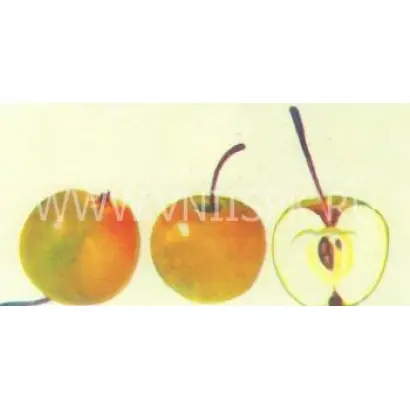 Уральское наливное