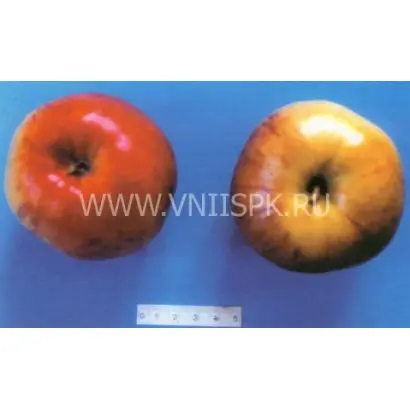 Черкасское урожайное