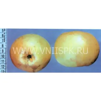 Черноморское летнее