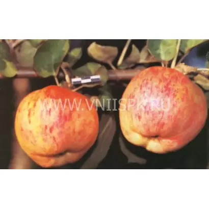 Яблочный спас