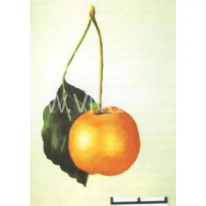 Янтарка алтайская