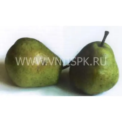 Адмирал Жерве