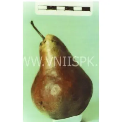 Александрин Дульяр