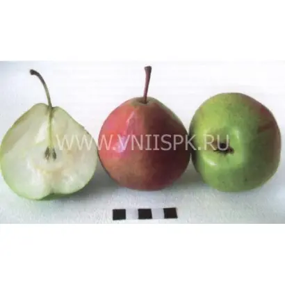 Алёнушка (Дюймовочка)