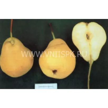 Астраханская ранняя