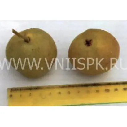 Башкирская летняя