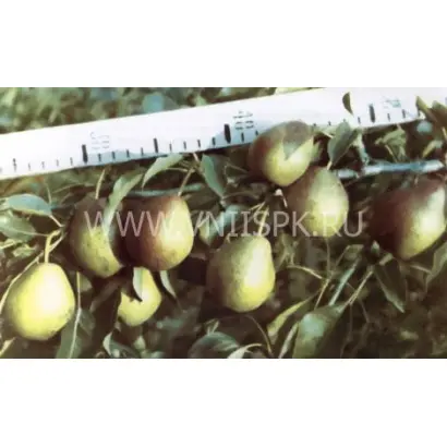 Башкирская осенняя