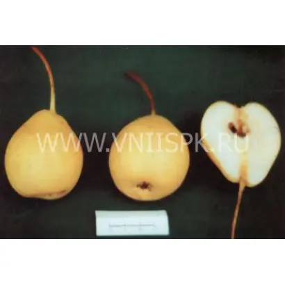 Белолистка