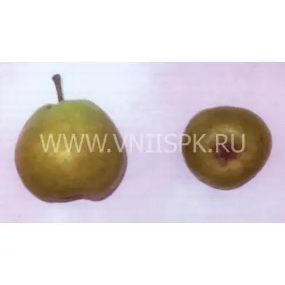 Бергамот Дагестана