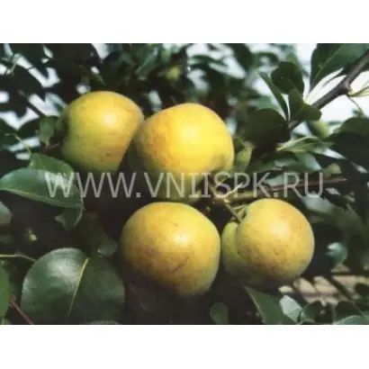 Бергамот московский