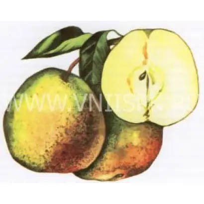 Бергамот осенний (Бергамот красный, Бергамот красный осенний)