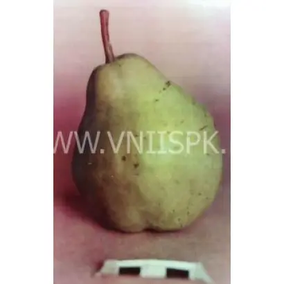 Бере Арданпон (Фердинант)