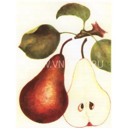 Бере Боск (Бере Александр)