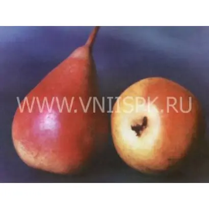 Бере Жиффар (Жиффар)