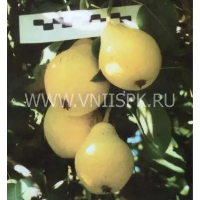 Бере московская