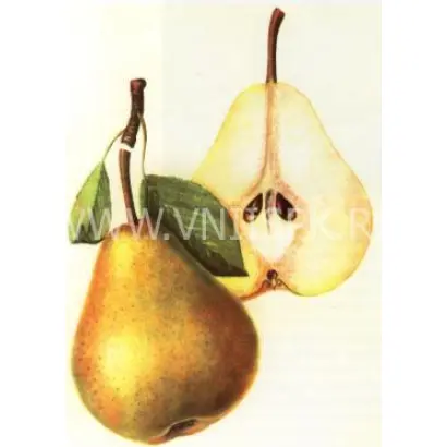 Бере Наполеон (Наполеон, Бонапарт)