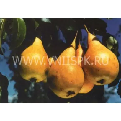 Бере Октября