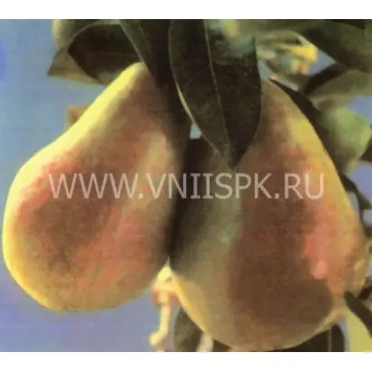 Бере ранняя Мореттини (Бере Прекос Мореттини)