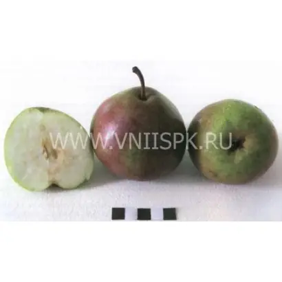 Бере русская