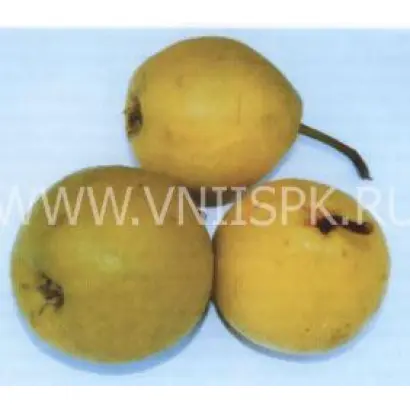 Бережёная (Бере жёлтая улучшенная, Бере жёлтая)