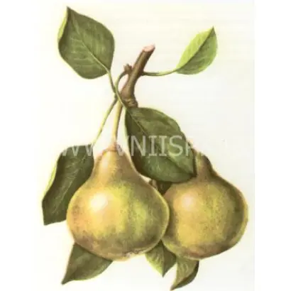 Бессемянка