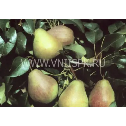 Велеса (Дочь Отличной)