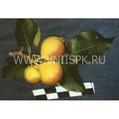 Веселинка (Новинка)