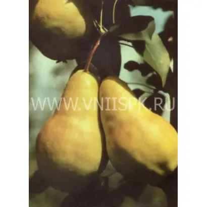 Видная (Бугристая)