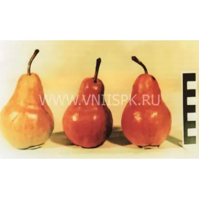 Вильямс Руж Дельбара (Вильямс красный, Макс Ред Бартлет)