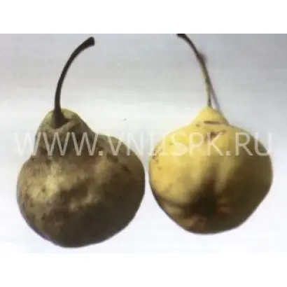 Волжская осенняя