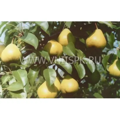 Волшебница