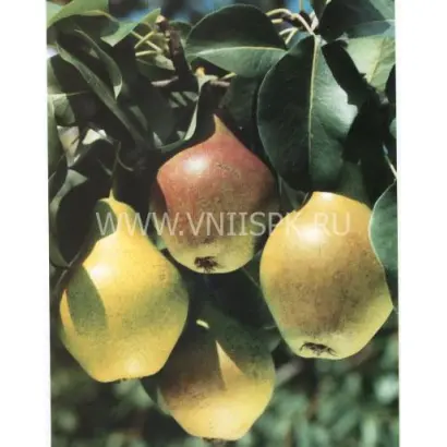 Дебютантка