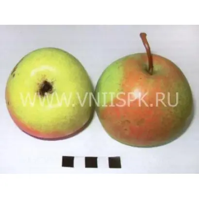 Десертная россошанская