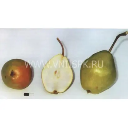 Добрянка (Сентябрина)