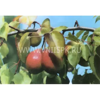 Долгожданная (Элегия)