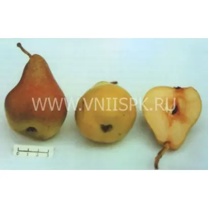 Дуля астраханская