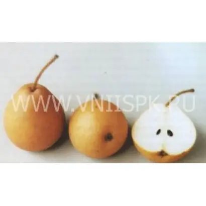 Дюймовочка