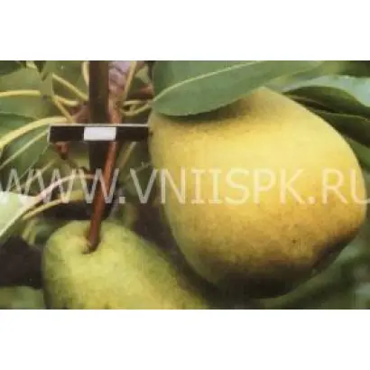 Есенинская