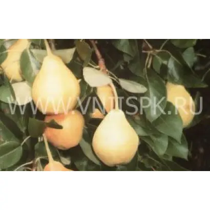 Заречная (Компактная)