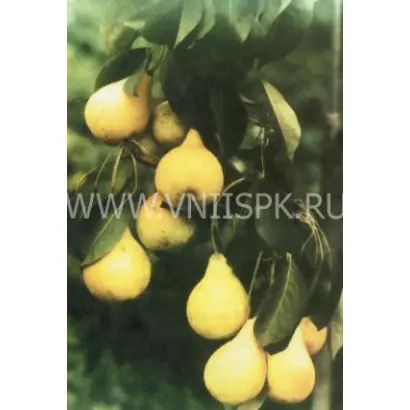 Июльская ранняя