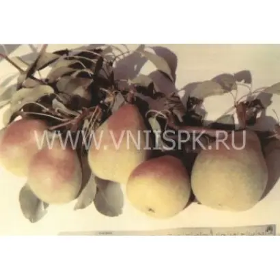 Кабардинка