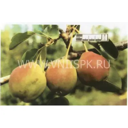 Каратаевская