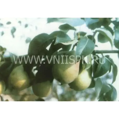 Кафедральная