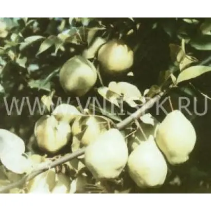 Киффер (Сеянец Киффера)