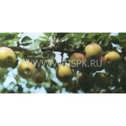 Краснобокая