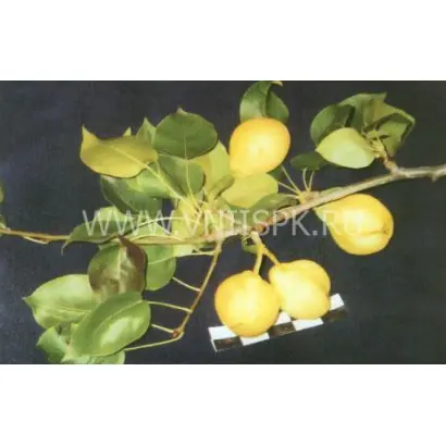 Красноярская крупная