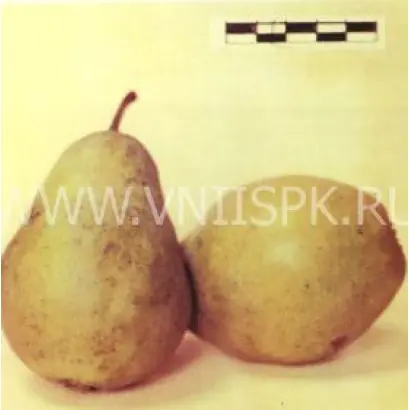 Кубанская поздняя