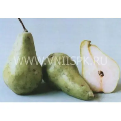 Кюре (Вильямс зимний)