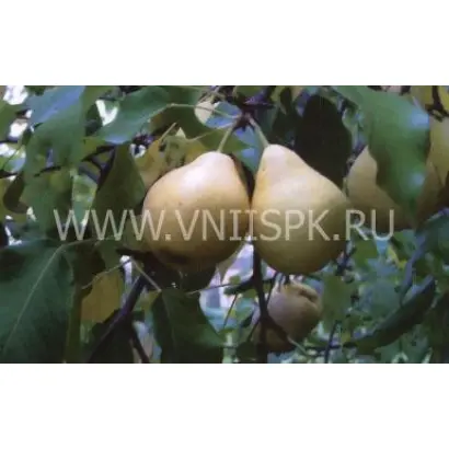 Лада амурская (Лада, Дедова)